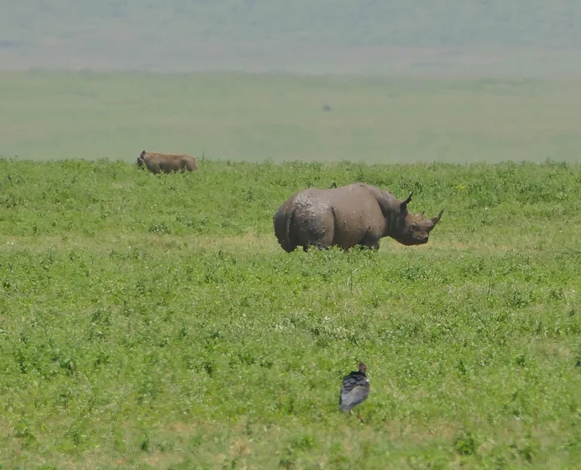 3 DAYS SERENGETI SAFARI